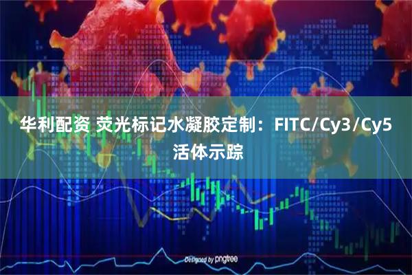 华利配资 荧光标记水凝胶定制：FITC/Cy3/Cy5 活体示踪